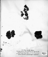 Image of Psora atrorufa